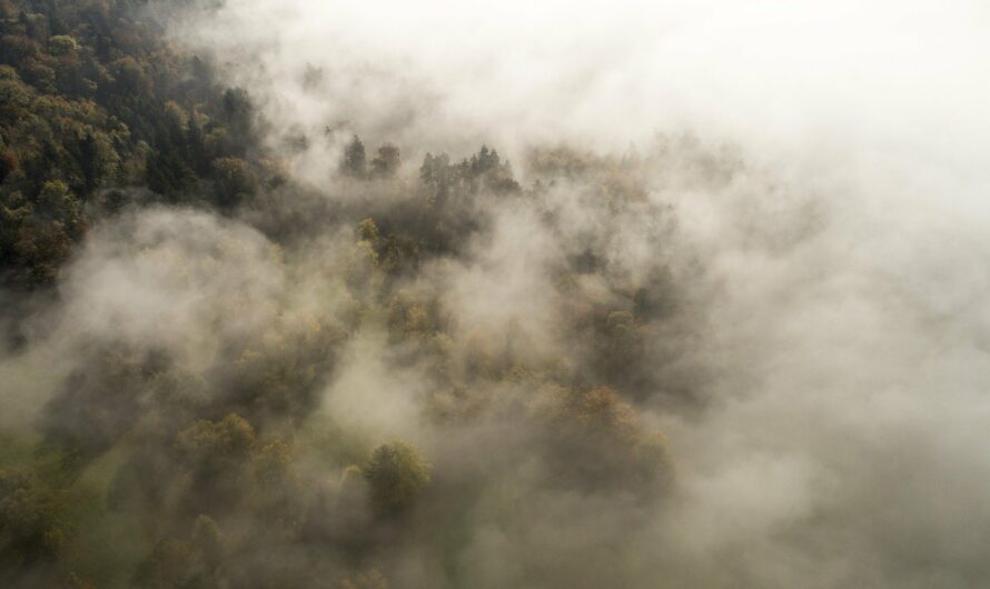 Die dysfunktionale Seite der Hierarchie