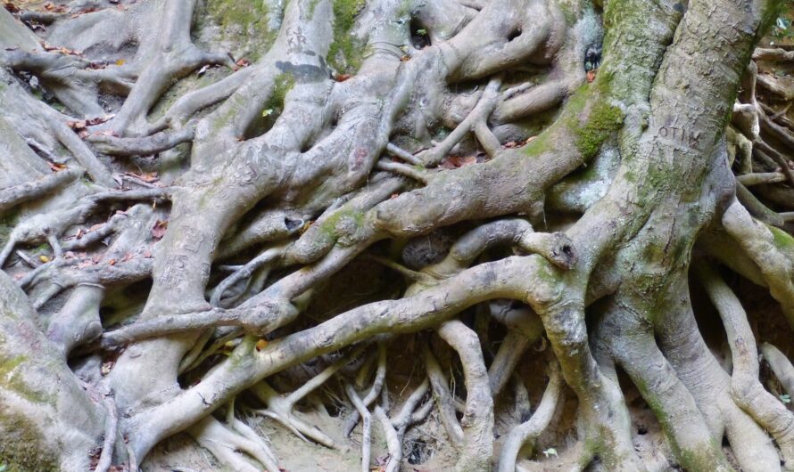 Root Simplicity