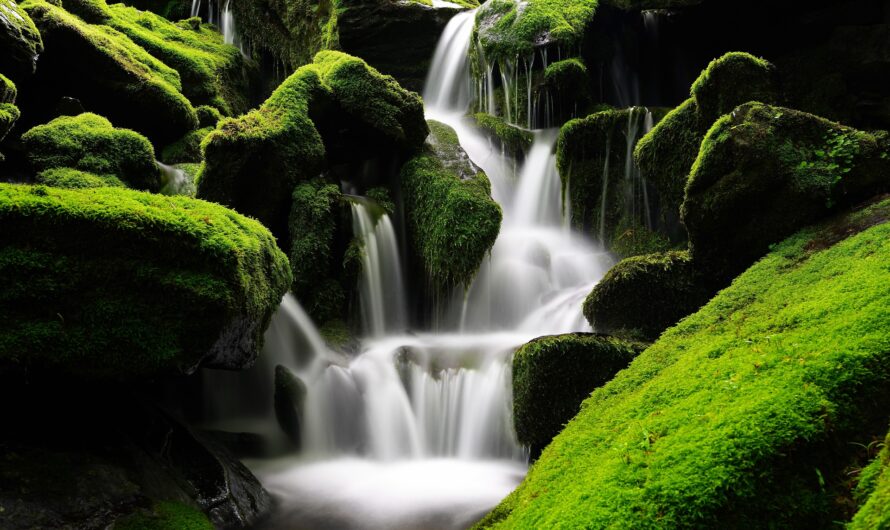 Wie ein Wanderprediger