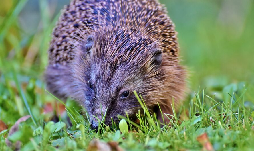 Igel im Bauch