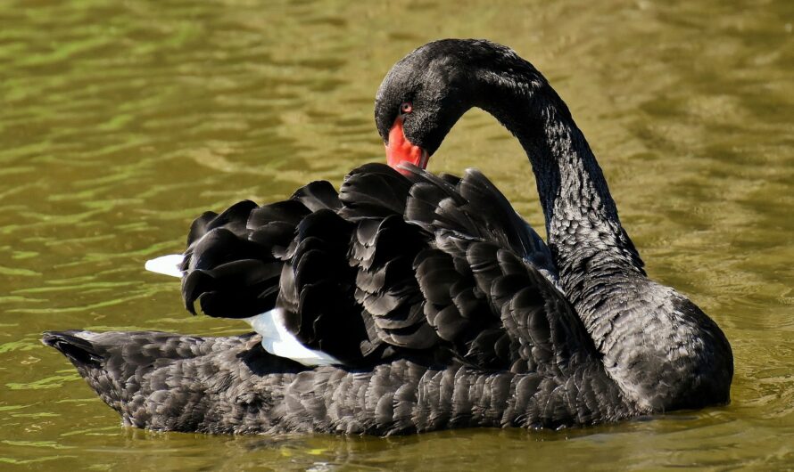 Schwarze Schwäne