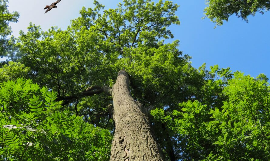 Blick aus dem Adlerhorst