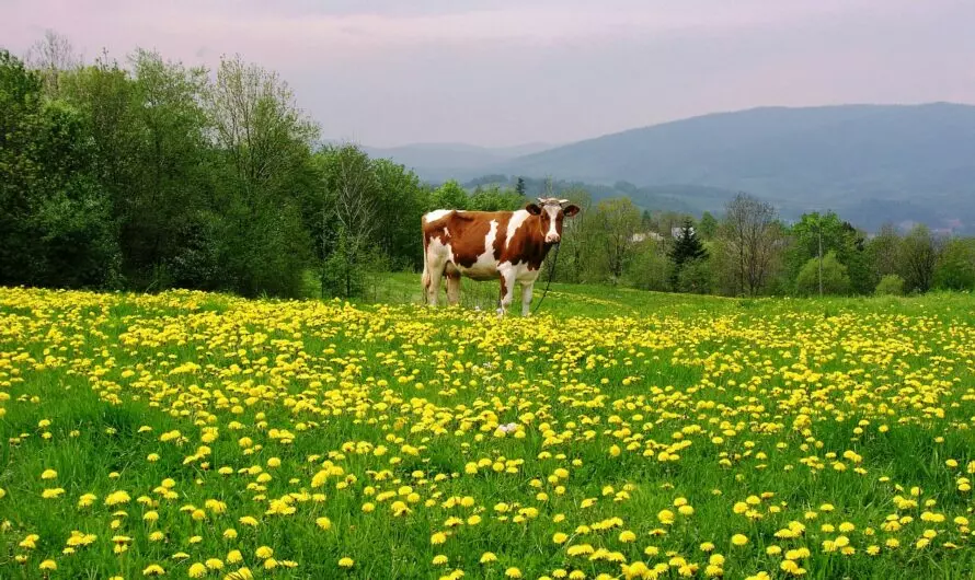 Der Feind auf dem Feld der Ähre