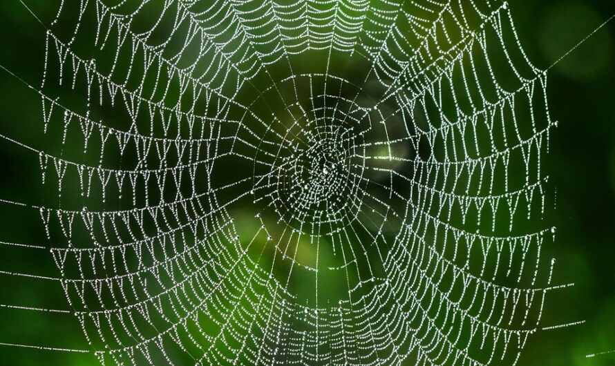 Mit dem Röntgenblick