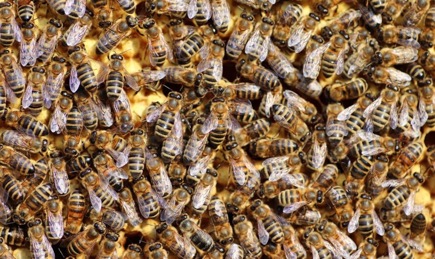 Vom Schafhirten zum Imker