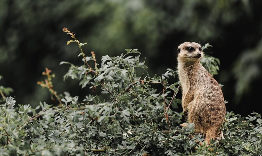 Der innere Leibwächter