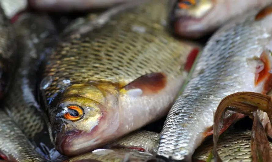 Elefanten, tote Fische und Erbrochenes