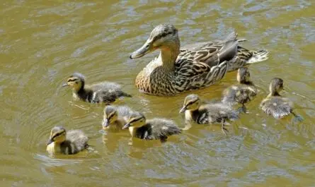 Entenfamilie
