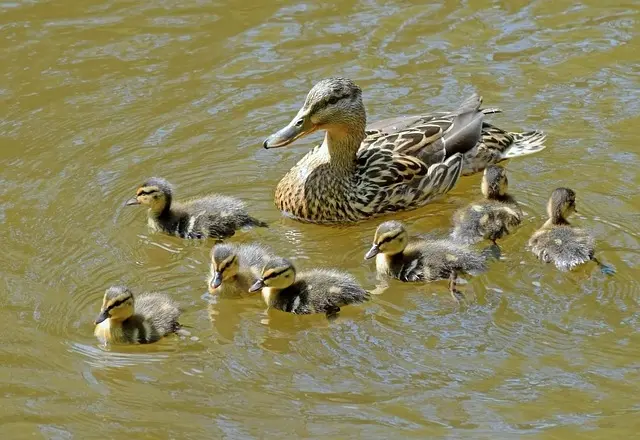 Entenfamilie