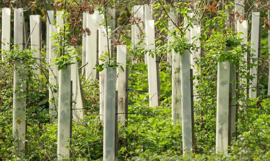 Junge Bäume pflanzen