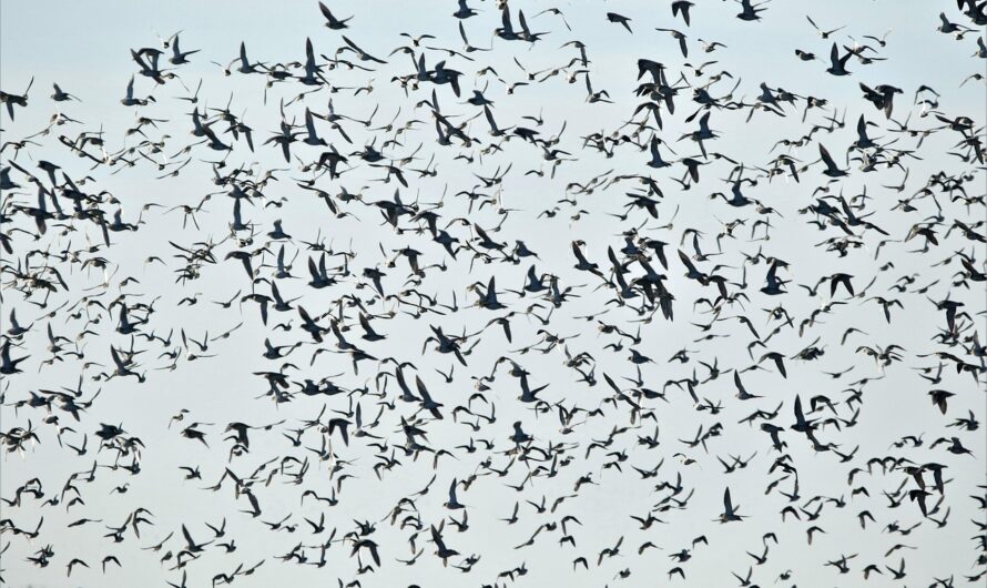 Aus der Reihe tanzen?