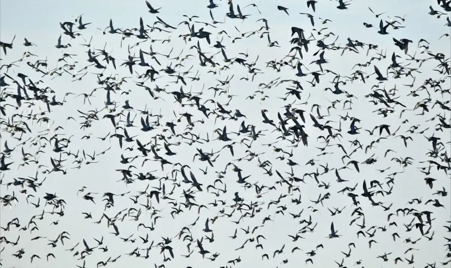 Aus der Reihe tanzen?