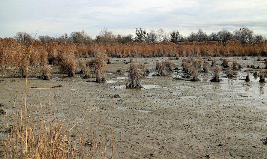 Entmenschlichung – GenKI und Coaching