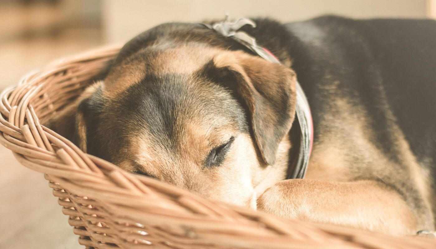 Eingekuschelt