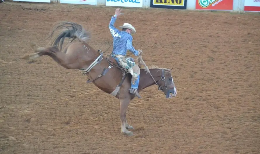 Rodeo-Ritt mit der KI